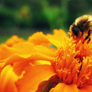 find a bee removal orange county company