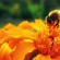 find a bee removal orange county company