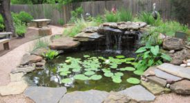 3 Best Fish To Put In Your Outdoor Fountain