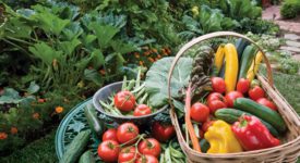 7 Reasons Why This Is The Year To Start A Vegetable Garden